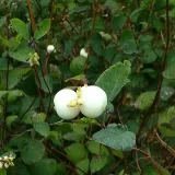 Ghostberry Is the Latest Skincare Ingredient That Should Be on Your Radar