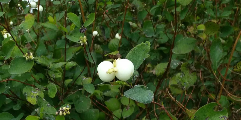 Ghostberry Is the Latest Skincare Ingredient That Should Be on Your Radar