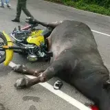 Dos heridos al chocar una moto con un búfalo en Baralt