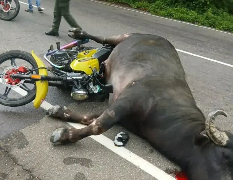 Dos heridos al chocar una moto con un búfalo en Baralt