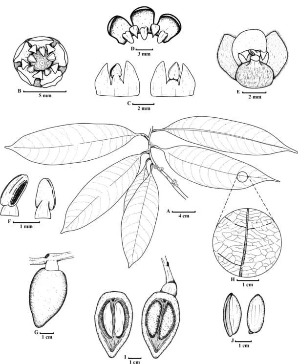 Descubren una nueva especie de árbol en Colombia