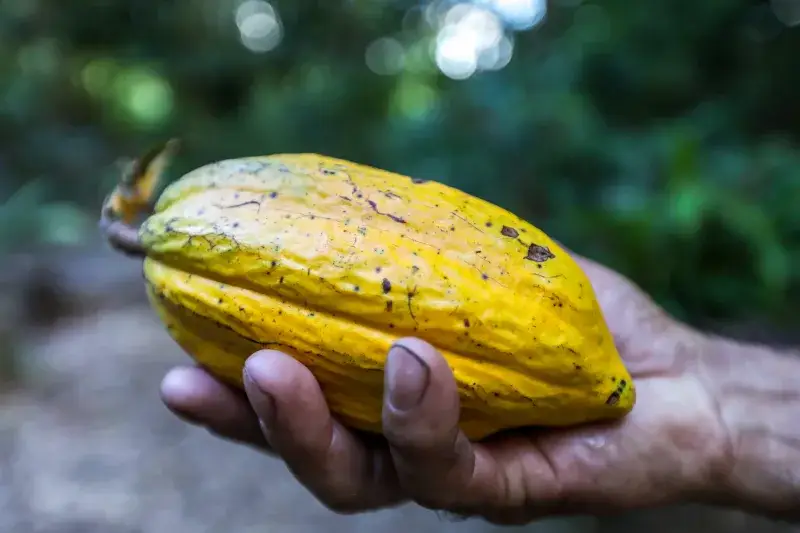 File:KikoSierich CacauIlhadeSaoFrancisco Guaira Parana.jpg