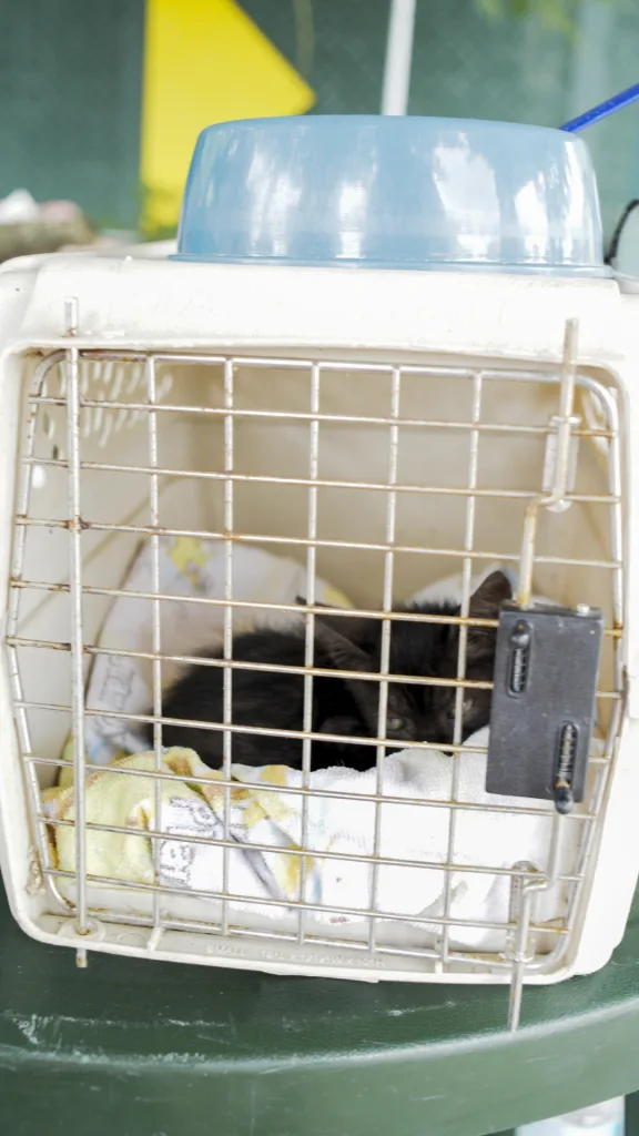 Animales quedan traumatizados tras los sismos en Caracas y La Guaira