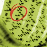 Could a new genetic therapy help reverse Alzheimer's?