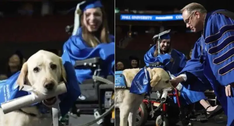Justin, el perro guía que recibió su diploma en Seton Hall
