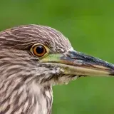 File:Venezuela - Caracas - Guaco juvenil - Nycticorax nycticorax.jpg