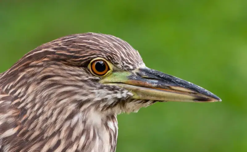 File:Venezuela - Caracas - Guaco juvenil - Nycticorax nycticorax.jpg