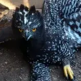 Águila tirana registrada por primera vez en Sierra Gorda