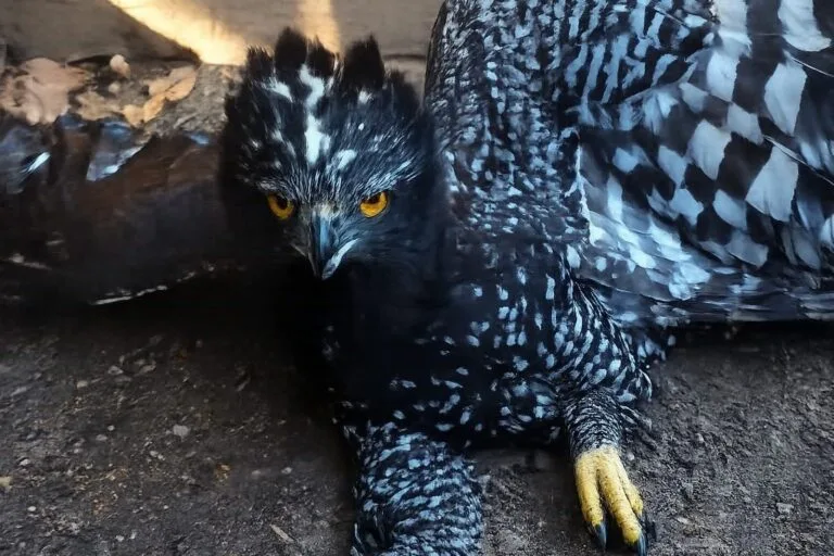 Águila tirana registrada por primera vez en Sierra Gorda