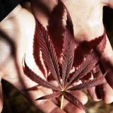 Cannabis relieves pain, improves sleep, and lifts brain fog in cancer patients