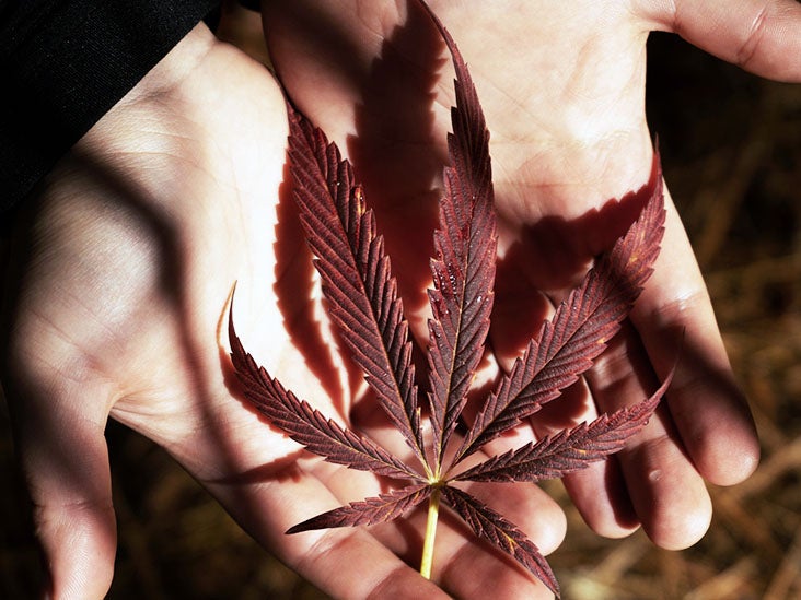 Cannabis relieves pain, improves sleep, and lifts brain fog in cancer patients