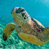 Conozca las especies amenazadas por el calentamiento global