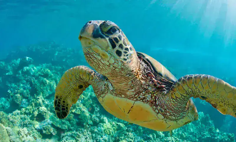 Conozca las especies amenazadas por el calentamiento global