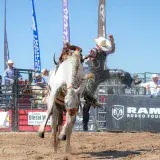 Exciting moment of a rodeo cowboy riding a bucking horse during a competition.