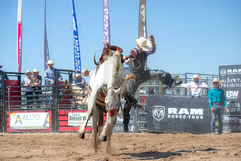 Exciting moment of a rodeo cowboy riding a bucking horse during a competition.
