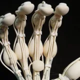 
			Esta mano robot en 3D tiene huesos, tendones y ligamentos		