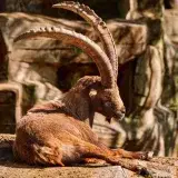 A majestic alpine ibex resting on rocky terrain, showcasing its impressive horns.