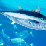 
				10 datos curiosos del atún | Conoce más de estos cazadores marinos			