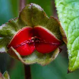 
			Las flores más raras del mundo | Muy curiosas y extrañas		