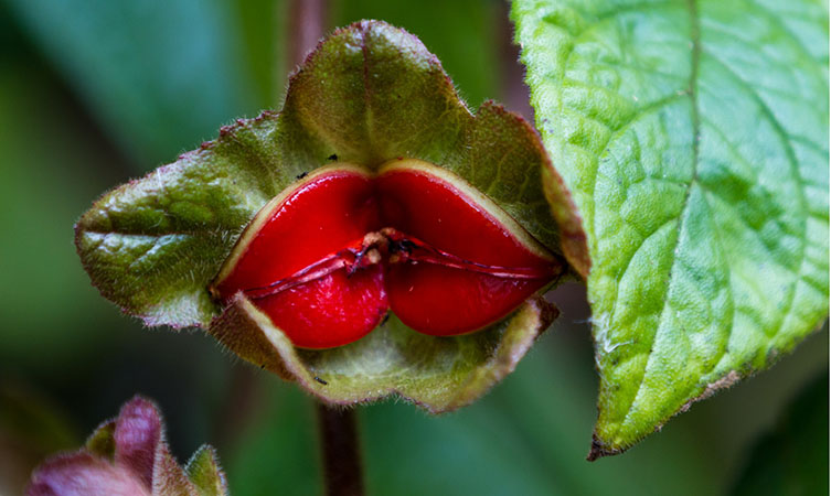 Las flores más raras del mundo | Muy curiosas y extrañas