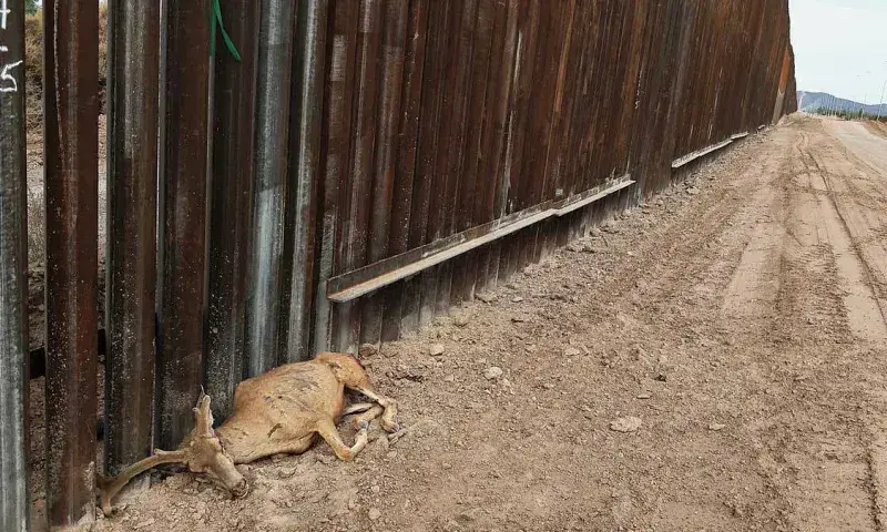 Acusan al muro de EE. UU. de poner en peligro al patrimonio ambiental