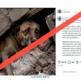 Falsa imagen de perro y bebé bajo escombros