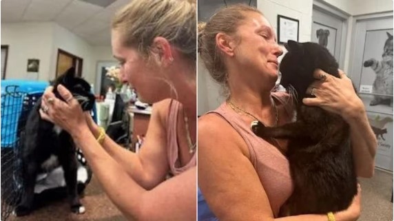 Un gato reapareció en su casa después de 10 años y su dueña no pudo contener la emoción