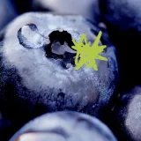 A daily dose of blueberries could improve cognitive and cardiovascular health