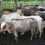 Disminuye la producción de lácteos y carnes en Perijá 