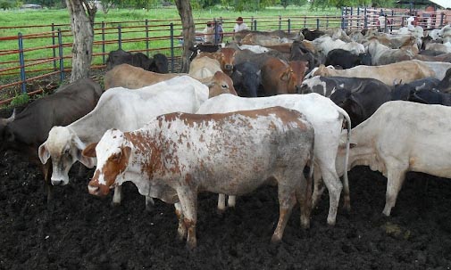 Disminuye la producción de lácteos y carnes en Perijá 