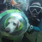 
			El video de un perro buceando se hace viral y provoca polémica		