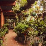 Lush indoor garden in a Caracas greenhouse bursting with potted plants and natural light.