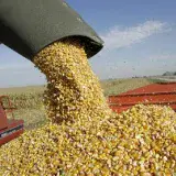 Aseguran que producción de maíz en el país creció un 35 % en 2023