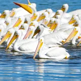 A large group of American white pelicans swimming together on a clear blue lake.