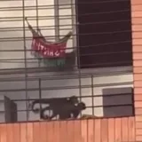 Mapache Ecoaventura pide rescatar a mono capuchino amarrado a una ventana
