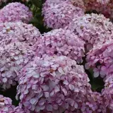 Beautiful pink hydrangea blooms captured in San Francisco.