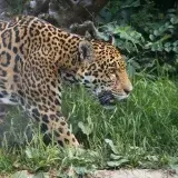 Nacen dos cachorros de oso andino en una reserva de Perú
