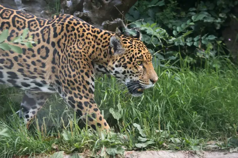 Nacen dos cachorros de oso andino en una reserva de Perú