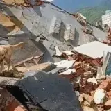 Fallece Quino, el perro rescatista que ayudó tras sismos en La Guaira