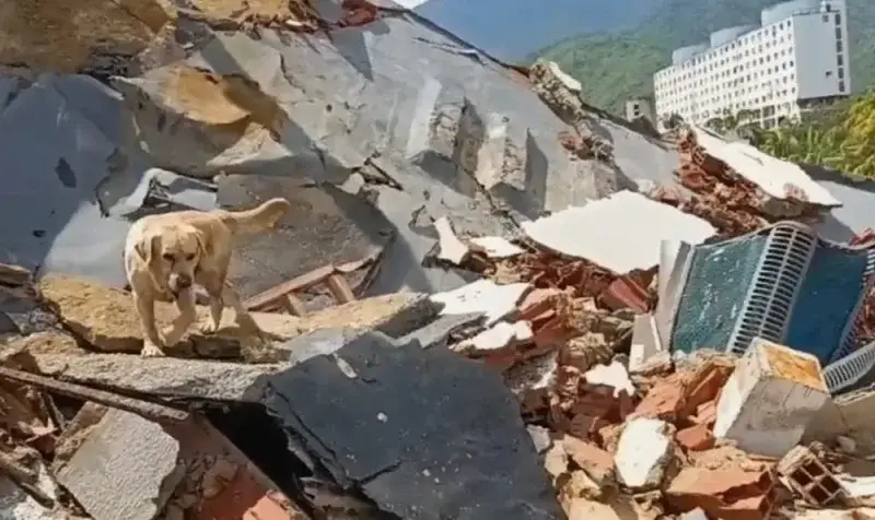 Fallece Quino, el perro rescatista que ayudó tras sismos en La Guaira