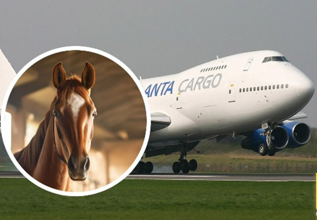 Un avión de carga se regresa a EE.UU. al soltarse de su jaula un caballo en pleno vuelo