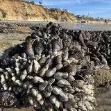 Close-up of barnacles on a rocky shoreline at Solana Beach, showcasing coastal marine life.