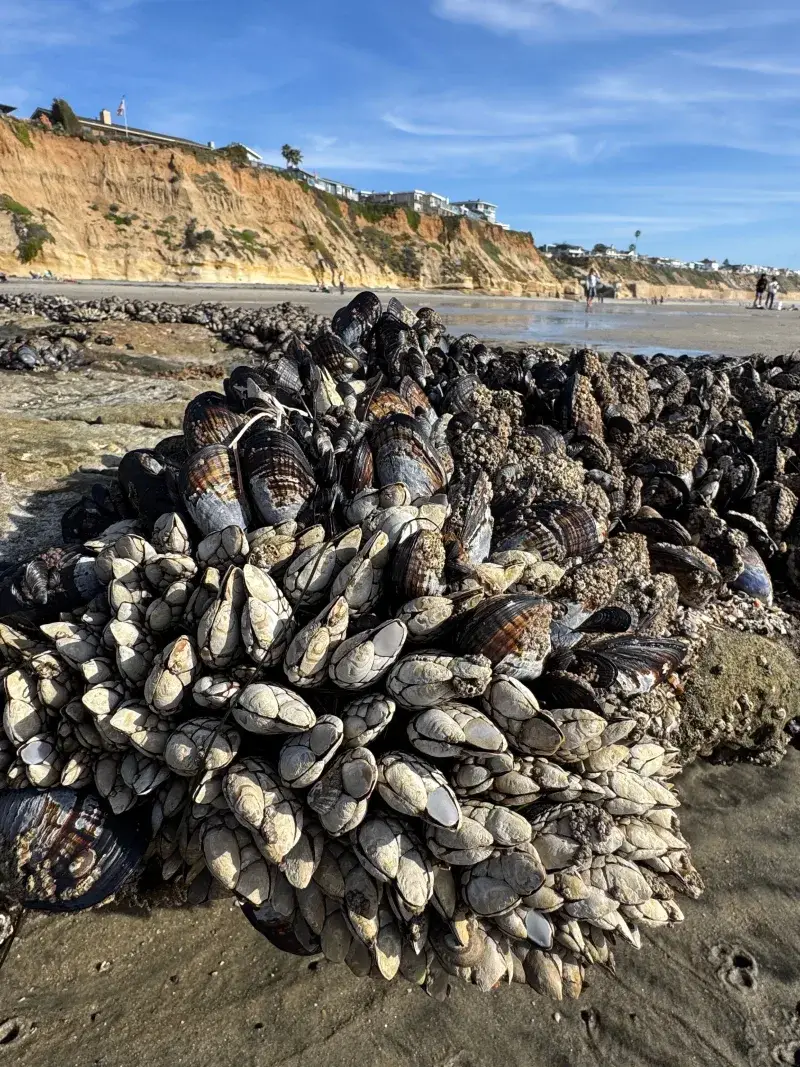 Close-up of barnacles on a rocky shoreline at Solana Beach, showcasing coastal marine life.