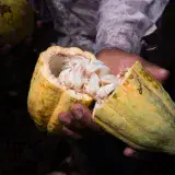 Venezuela tiene cerca de un millón de hectáreas aptas para sembrar cacao