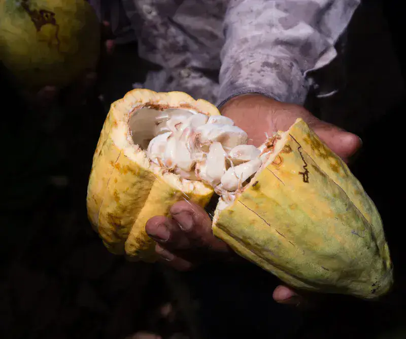 Venezuela tiene cerca de un millón de hectáreas aptas para sembrar cacao