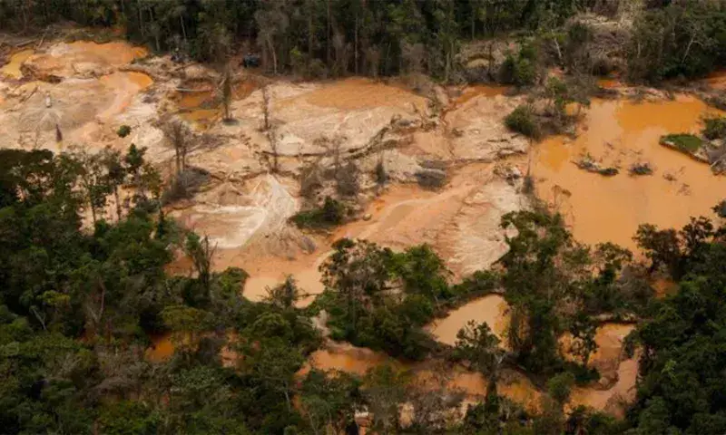 Acusan que el país perdió 1 millón de hectáreas entre bosques y sabanas