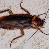 
				15 curiosidades de las cucarachas | ¿Realmente son una plaga?			