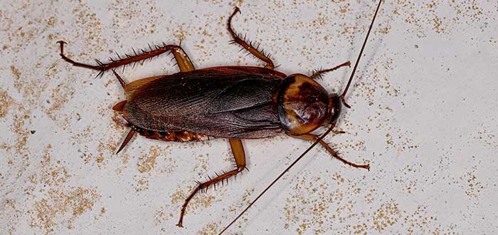 
				15 curiosidades de las cucarachas | ¿Realmente son una plaga?			