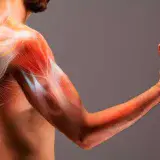 
				10 datos curiosos de los músculos | El sistema muscular al descubierto			