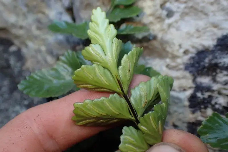 File:Asplenium pauperequitum - Oscar Dove - 473235422.jpeg